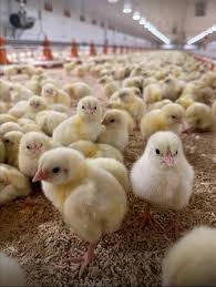 THE TRUTH BEHIND BROOD AND SALE BROILERS: FOLLOW THE ECONOMICS